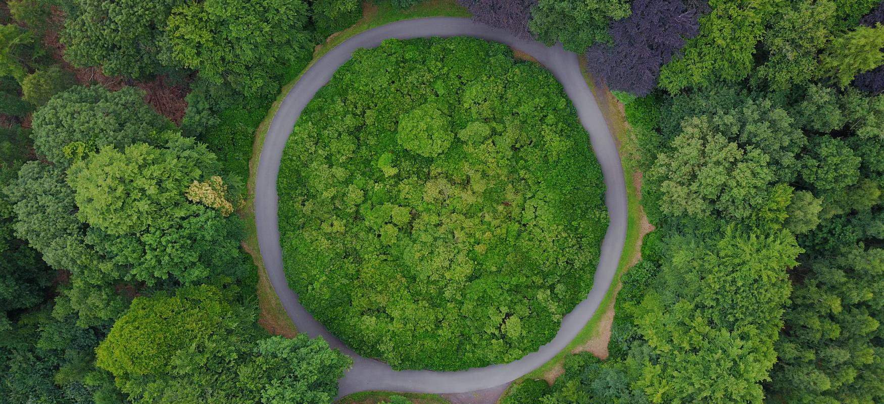 Billede af skov med en cirkel i midten