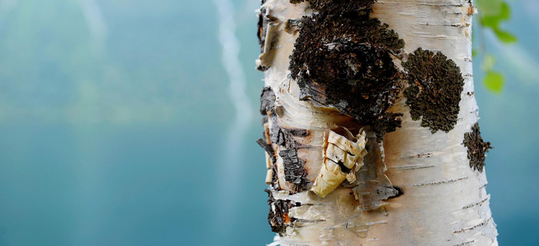 Photo of a birch tree.